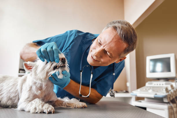 Best Knocked-Out Tooth (Avulsed Tooth) Treatment in Christiansburg, VA